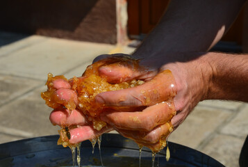 man in green clothes, beekeeper has furry hands covered with dirty honey. cuts wax combs with a...