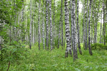 Birch trees in summer in Russia