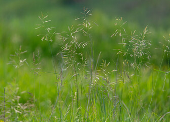 Spikelets on the green grass in summer.