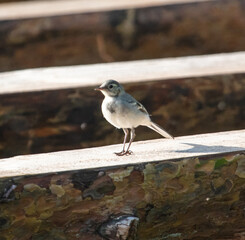 Portrait of a small bird.