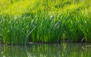 Green grass in the water of the river
