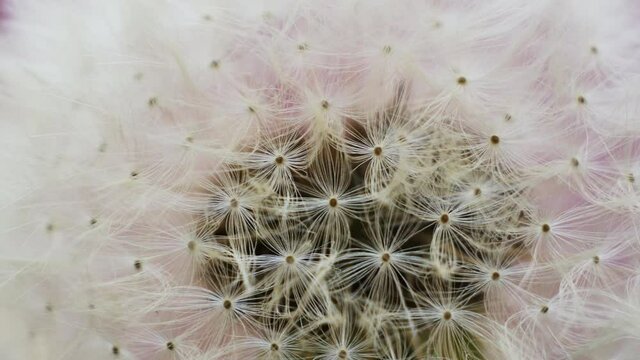 Ripe dandelion flower. Inside view. Smooth rotation