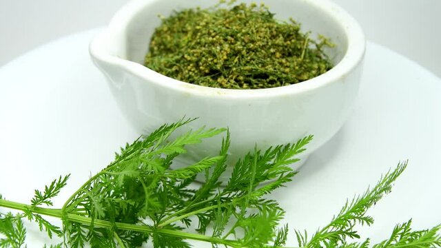 sweet annie, chinese medicinal herb, dried and fresh on a turn table