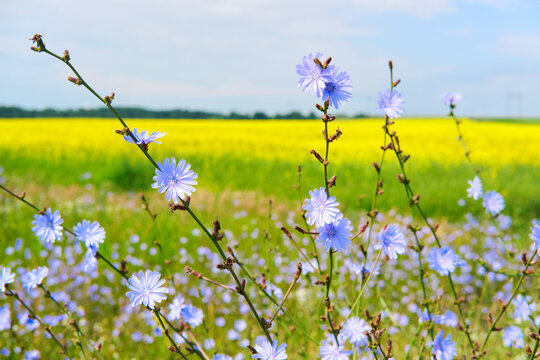 Blooming chicory and rapeseed field. Colorful midsummer, selective focus