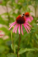 natural background an adult bumblebee pollinates a garden flower