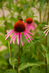 natural background an adult bumblebee pollinates a garden flower