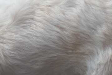 close up of a white dog