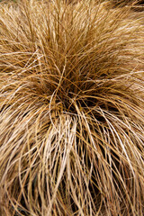 natural background of thin wild grass similar to hair