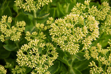 natural background with delicate small flowers of a field plant phlox for a postcard