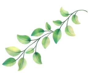 新緑の葉と枝のイラスト