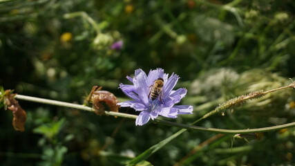 Biene auf einer Blume nah Aufnahme