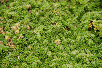 natural background with plants for landscape design of the alpine slide