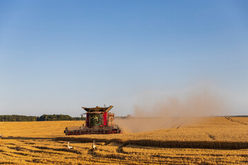 Obraz premium The comrade harvests the harvest at sunset
