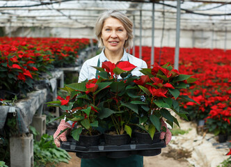 Happy middle-aged female standing with flowering Poinsettias in her greenhouse on background with red plantation