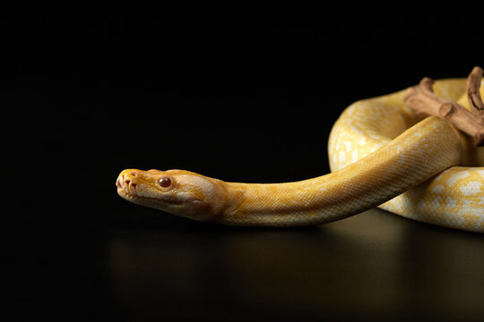 snake on a black background. Carpet yellow python. Animal in the studio