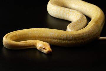 snake on a black background. Carpet yellow python. Animal in the studio
