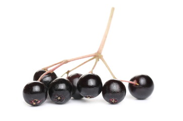 Elderberries, elder berries pile, isolated on white background