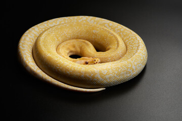 snake on a black background. Carpet yellow python. Animal in the studio