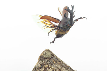 カブトムシの飛翔（Trypoxylus dichotomus in flight)