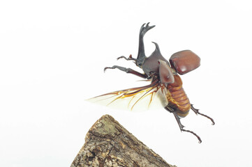 カブトムシの飛翔（Trypoxylus dichotomus in flight)
