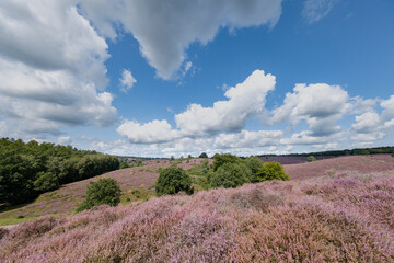 Nature reserve Herikhuizerveld aka De posbank, Gelderland Province, The Netherlands