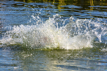 Splashing water from a person diving