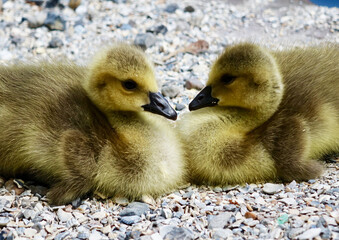 Two little goose
