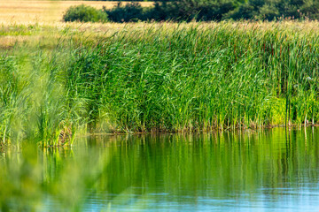 Obraz premium Green reeds on the lake
