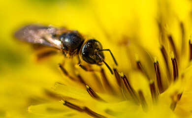Close-up of a bee on a yellow flower.