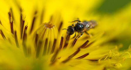 Close-up of a bee on a yellow flower.