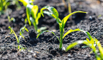 Corn seedlings in the ground.