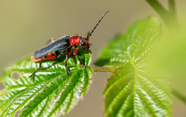 Close-up of a wasp on a green leaf.