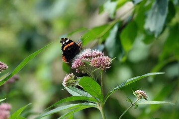 Butterfly on a flower