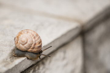 snail