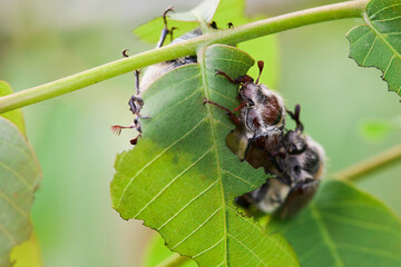 The cockchafers (Melolontha Fabricius, May-bug beetle) eating walnut (Juglans regia) leaves. Agricultural  insect pest.