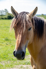 Obraz premium Cheval Henson ou cheval de la baie de Somme dans la prairie, Le Marquenterre, Hauts-de-France 