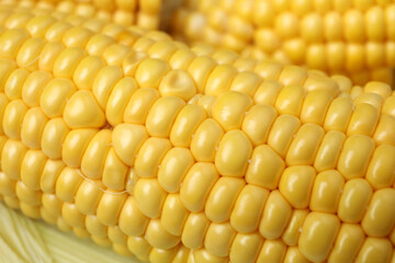 Fresh raw corn on whole background, close up
