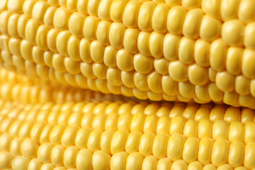 Fresh raw corn on whole background, close up