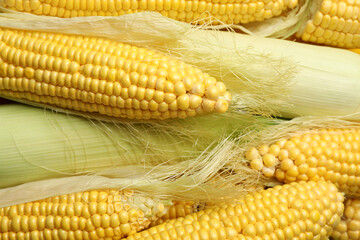 Fresh raw corn on whole background, close up
