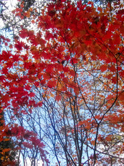 Autumn in Korea, the red maple tree