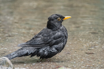 Badende Amsel