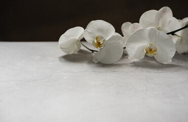 White orchid flowers on gray background, spa background with copy space