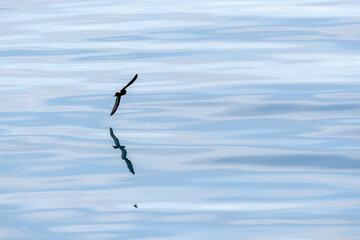 Storm petrel bird flying in mediterranean sea