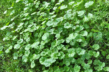 Obraz premium Mallow (Malva pusilla, Malva rotundifolia) grows in nature in summer