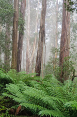 Eucalyptus trees in the fog along the Mt Donna Buang Road - Warburton, Victoria, Australia