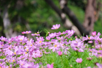 Pink cosmos flower blooming in the field, beautiful cosmos flowers in garden at suanluang rama 9.