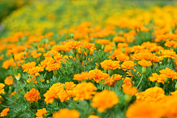 French marigold shades of yellow and orange, Floral background (Tagetes erecta, Mexican marigold, Aztec marigold).
