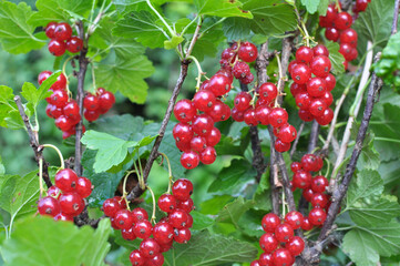 On the bush berries are ripe red currant