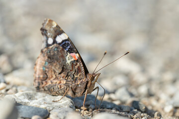 Red admirable (Vanessa atalanta) is looking for minerals on a wet rural road.