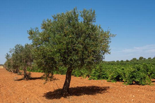 Olivar y vi&ntilde;edo en vaso con la fruta madurando en verano terrenos agr&iacute;colas